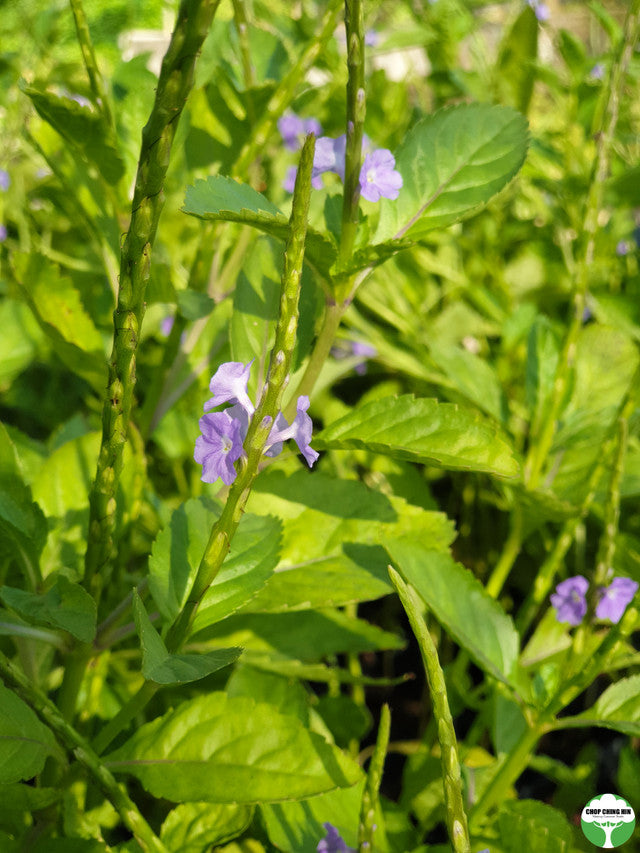 Stachytarpheta indica