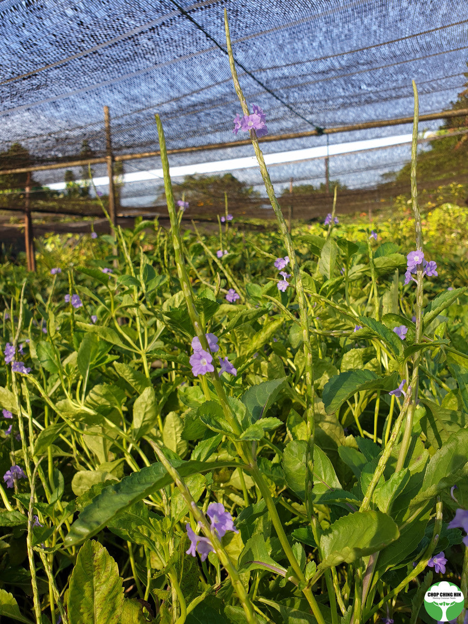 Stachytarpheta indica