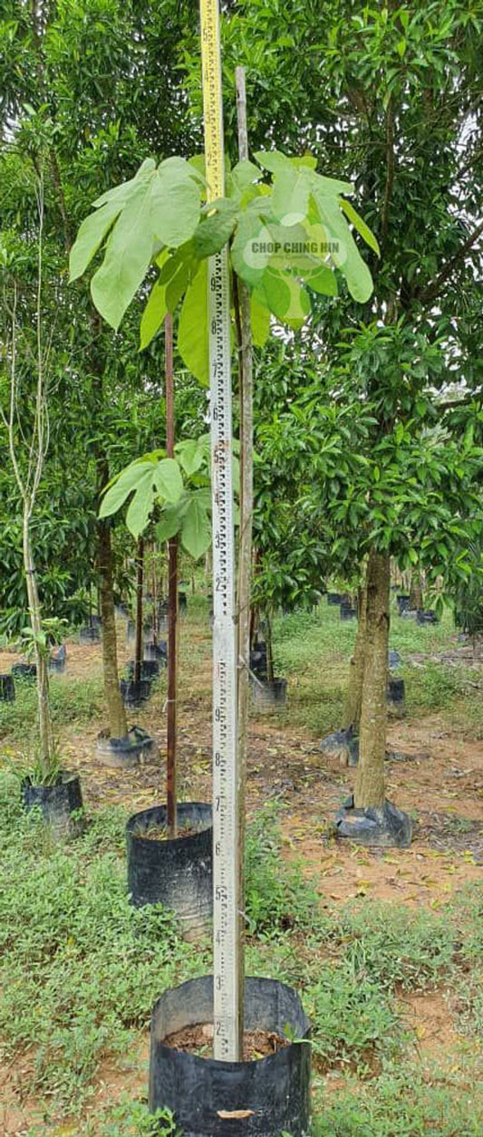 Sterculia cordata