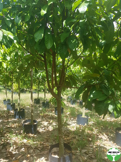 Sterculia rubiginosa