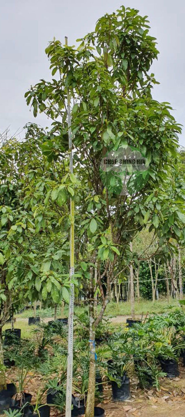 Sterculia rubiginosa