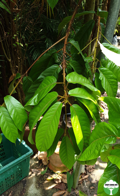 Sterculia rubiginosa