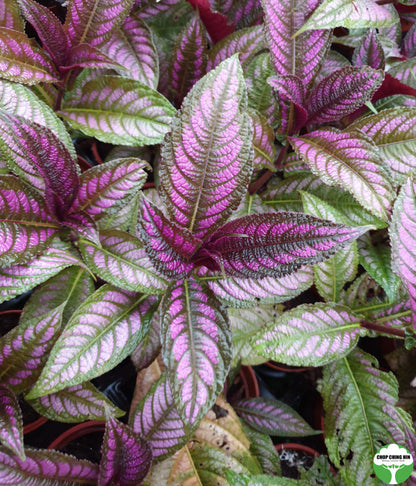 Strobilanthes dyerianus