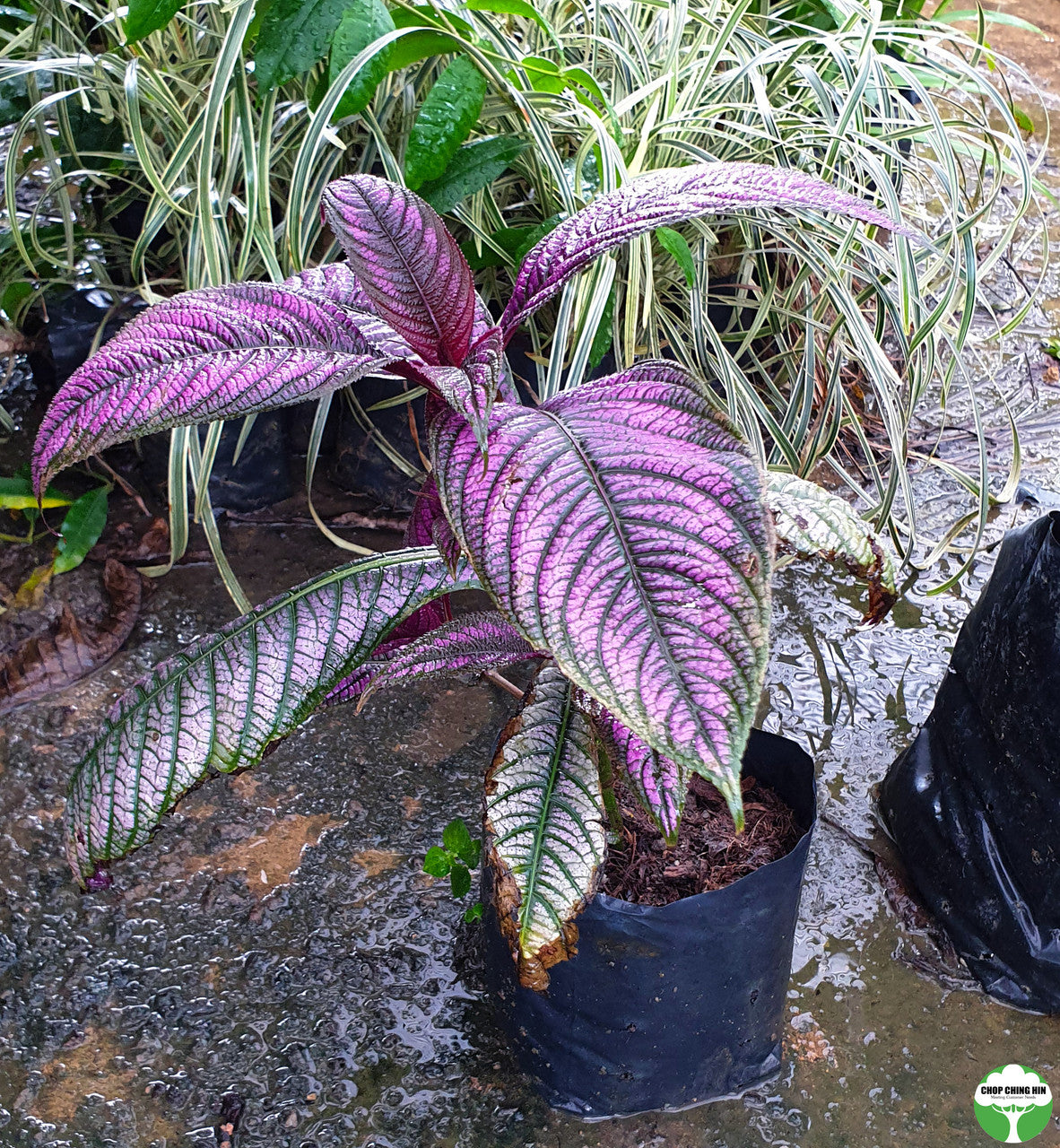 Strobilanthes dyerianus