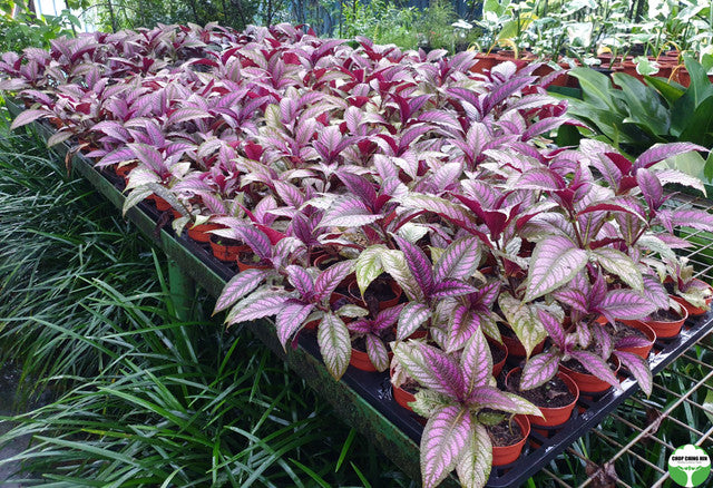 Strobilanthes dyerianus