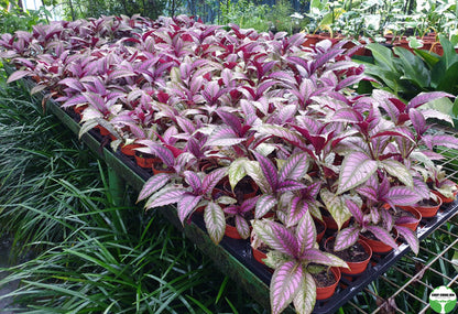 Strobilanthes dyerianus