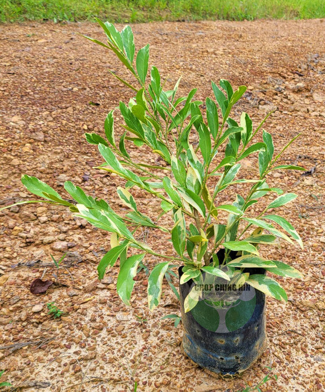 Suregada multiflora (variegated) β Chop Ching Hin Pte Ltd