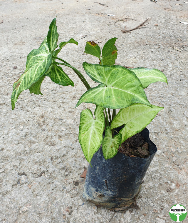 Syngonium 'White Butterfly'