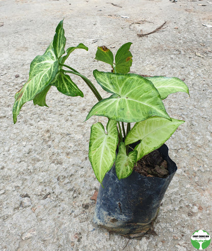 Syngonium 'White Butterfly'