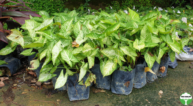 Syngonium 'White Butterfly'