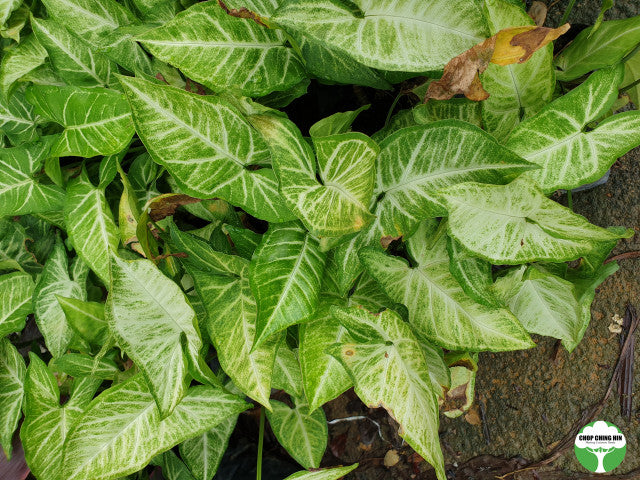 Syngonium 'White Butterfly'