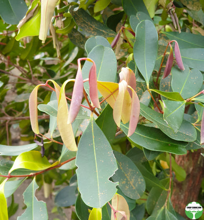 Syzygium glaucum