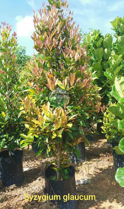 Syzygium glaucum