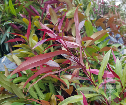 Syzygium myrtifolium (dark red young leaves, pink flowers)