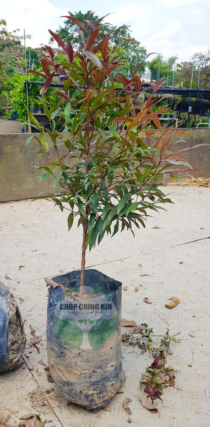 Syzygium myrtifolium (dark red young leaves, pink flowers)