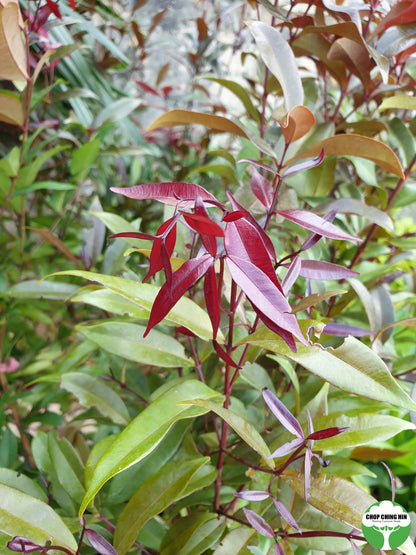 Syzygium myrtifolium (dark red young leaves, pink flowers)