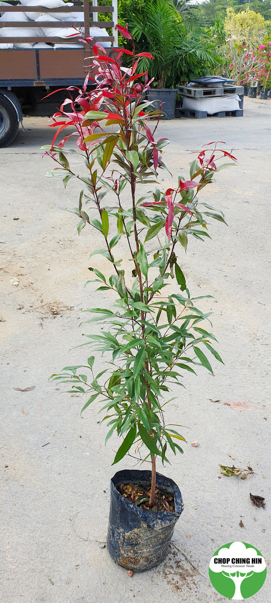 Syzygium myrtifolium (dark red young leaves, pink flowers)