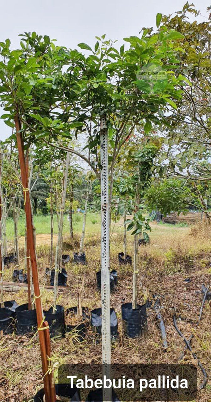 Tabebuia pallida