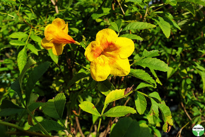 Tecoma 'Orange Jubilee'