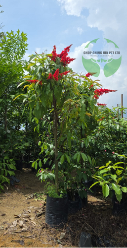 Warszewiczia coccinea (Vahl) Klotzsch