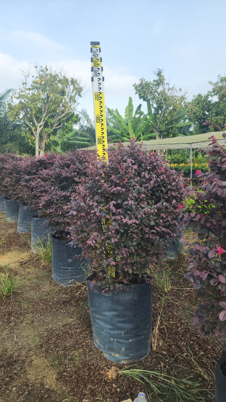 Loropetalum chinense var. rubrum