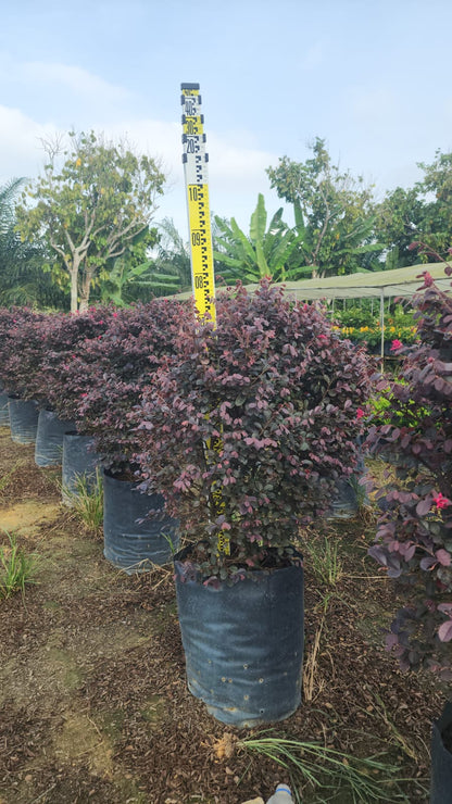 Loropetalum chinense var. rubrum