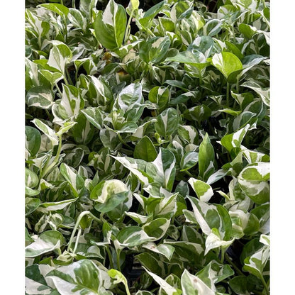 Silver pothos/Marble Queen Pothos/Money Plant N'Joy - Fresh gardening indoor plant