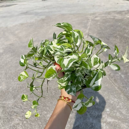 Silver pothos/Marble Queen Pothos/Money Plant N'Joy - Fresh gardening indoor plant