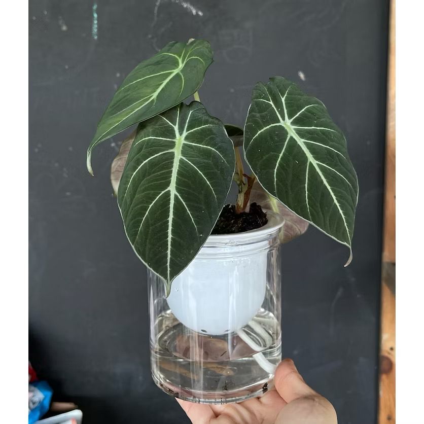 Hydroponic Alocasia /Self-watering - Hydroponics / Desktop Decoration / indoor