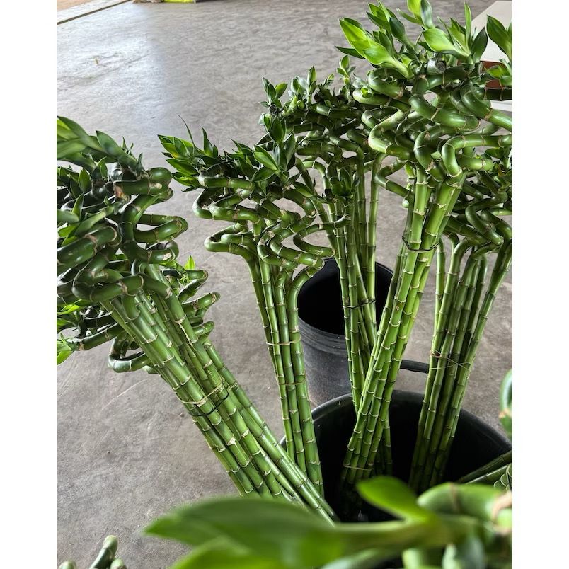 Lucky bamboo 100cm - Fresh gardening indoor plant/water grow/hydroponic