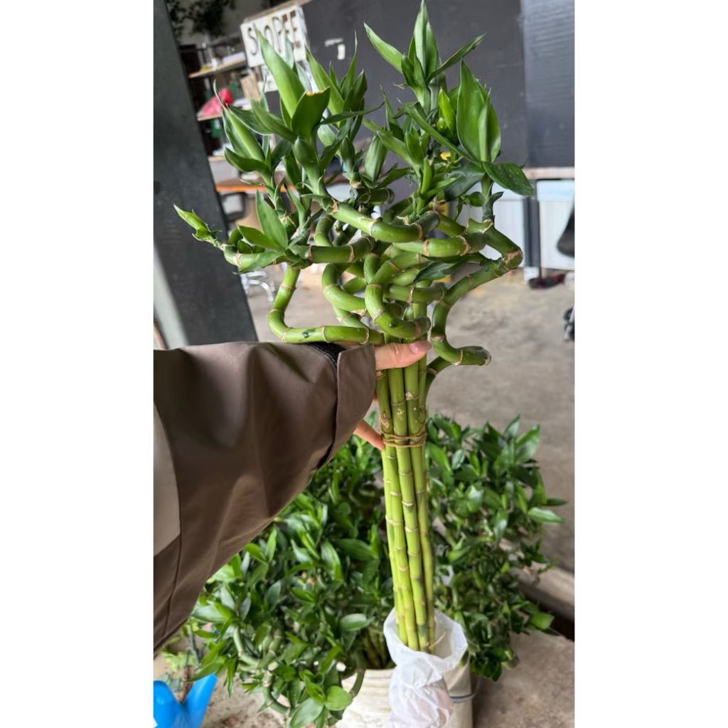 Lucky bamboo 100cm - Fresh gardening indoor plant/water grow/hydroponic