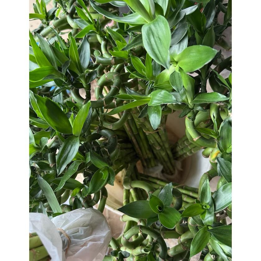 Lucky bamboo 100cm - Fresh gardening indoor plant/water grow/hydroponic