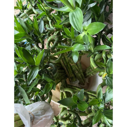 Lucky bamboo 100cm - Fresh gardening indoor plant/water grow/hydroponic