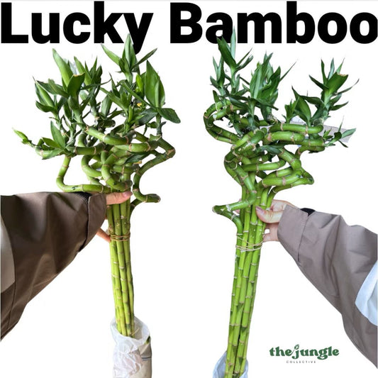 Lucky bamboo 100cm - Fresh gardening indoor plant/water grow/hydroponic