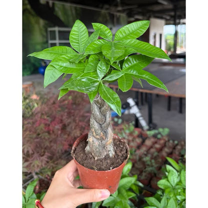Pachira aquatica/Money tree - Fresh gardening indoor/outdoor/balcony plant