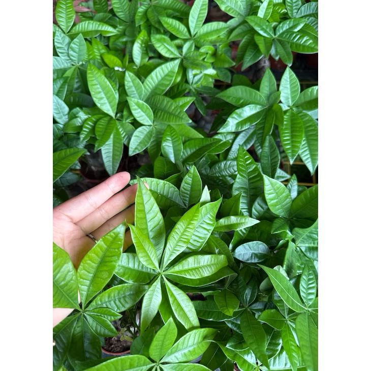 Pachira aquatica/Money tree - Fresh gardening indoor/outdoor/balcony plant