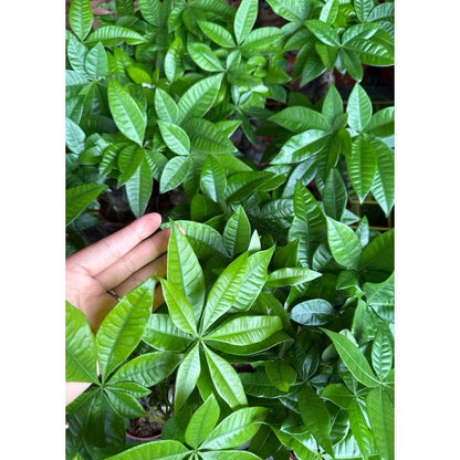 Pachira aquatica/Money tree - Fresh gardening indoor/outdoor/balcony plant