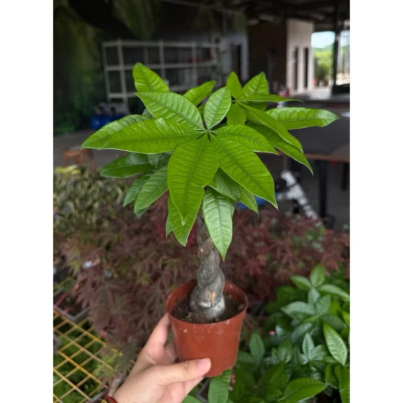 Pachira aquatica/Money tree - Fresh gardening indoor/outdoor/balcony plant