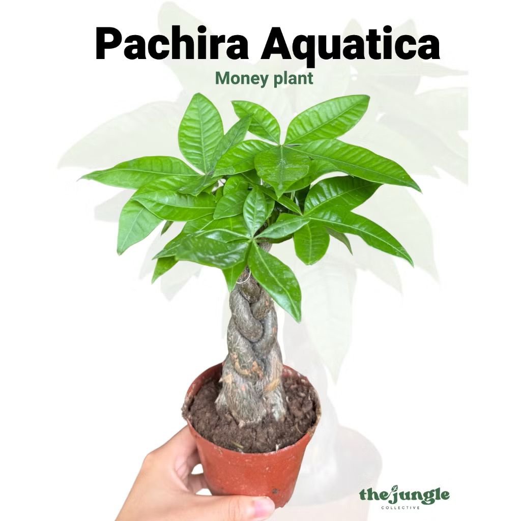 Pachira aquatica/Money tree - Fresh gardening indoor/outdoor/balcony plant