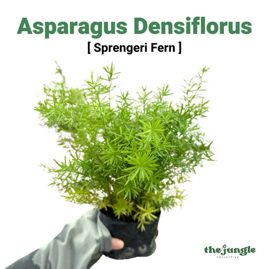 Asparagus Densiflorus Sprengeri Fern - Fresh Gardening Indoor/Outdoor Plant