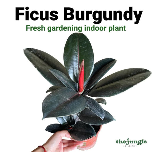 Ficus Burgundy Plant/Elastica Ruby - Fresh gardening indoor plant