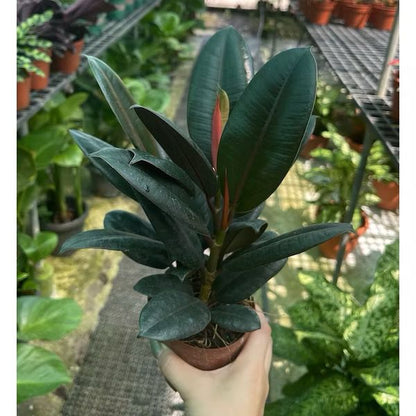 Ficus Burgundy Plant/Elastica Ruby - Fresh gardening indoor plant