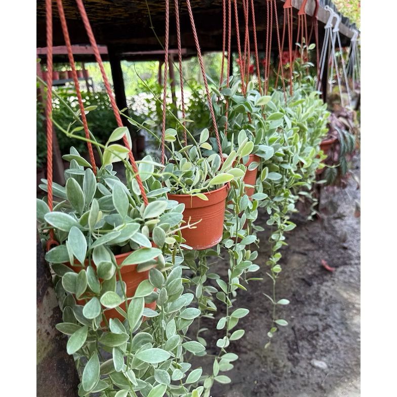 Dischidia Oiantha ‘Variegated’ Hanging plants - Fresh gardening indoor/outdoor plant