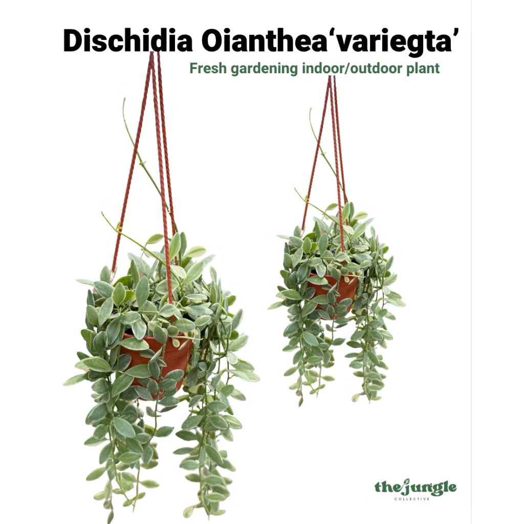 Dischidia Oiantha ‘Variegated’ Hanging plants - Fresh gardening indoor/outdoor plant