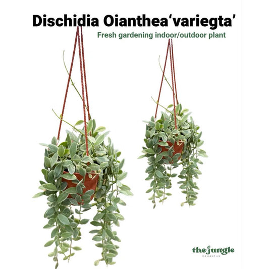 Dischidia Oiantha ‘Variegated’ Hanging plants - Fresh gardening indoor/outdoor plant
