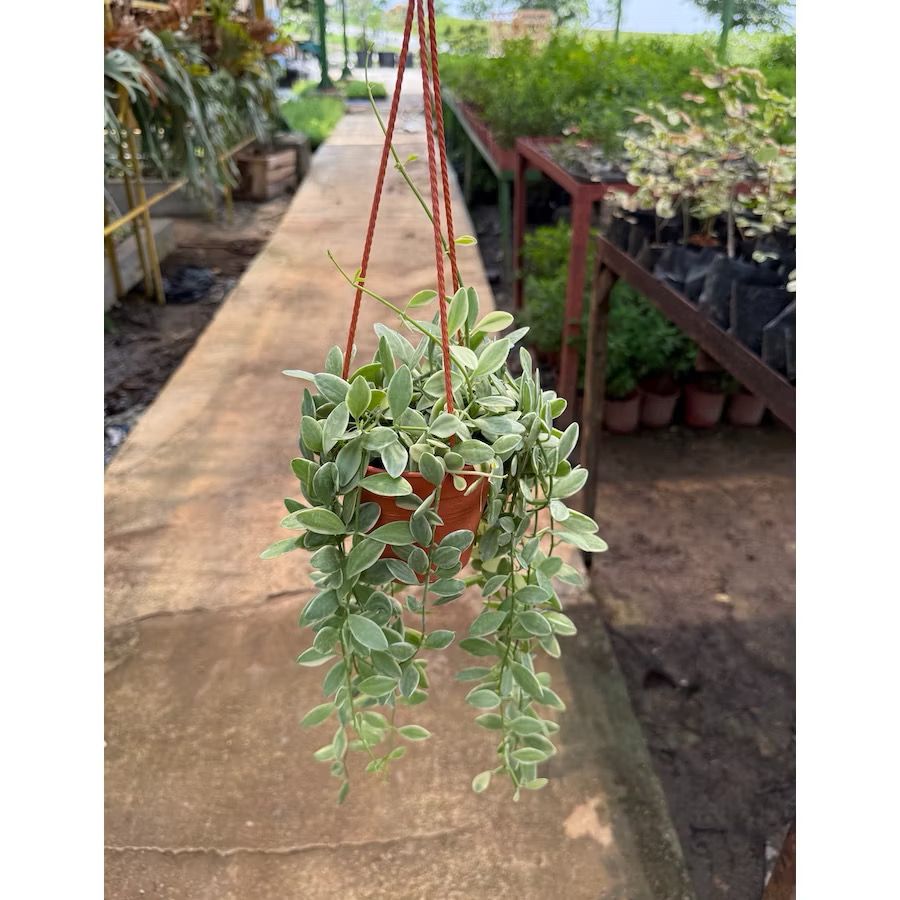 Dischidia Oiantha ‘Variegated’ Hanging plants - Fresh gardening indoor/outdoor plant