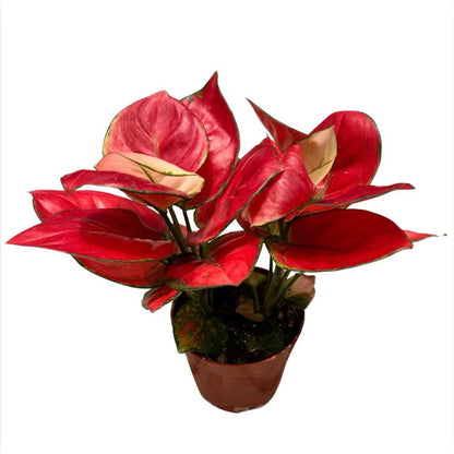 Aglaonema Pink - Fresh gardening indoor/balcony plant