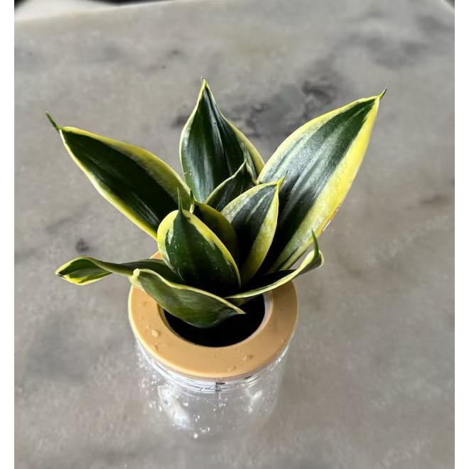 Hydroponic assorted plants/Self-watering - Indoor plant/Desktop Decoration