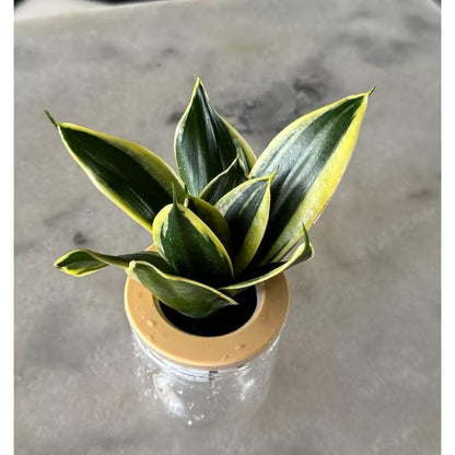 Hydroponic assorted plants/Self-watering - Indoor plant/Desktop Decoration