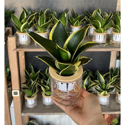 Hydroponic assorted plants/Self-watering - Indoor plant/Desktop Decoration